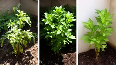 Comparação visual de três plantas em diferentes condições de luz e solo, demonstrando respostas distintas ao clima