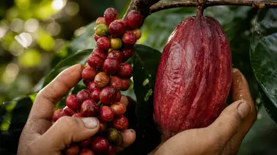 Mãos segurando um galho com cerejas de café e uma vagem de cacau em primeiro plano, com fundo desfocado de floresta densa e luz natural filtrada.